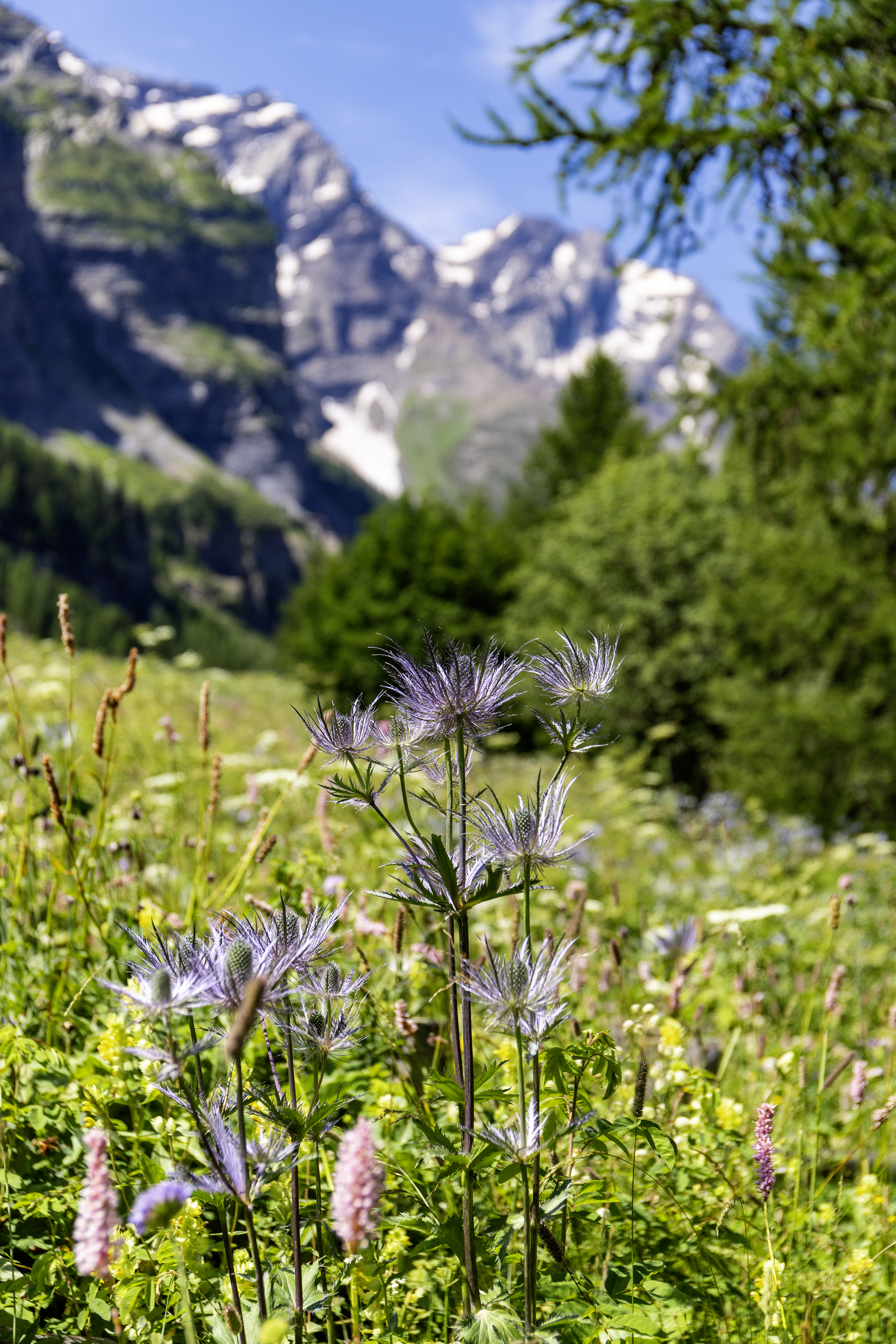 La reine des alpes dans le vallon du Fournel