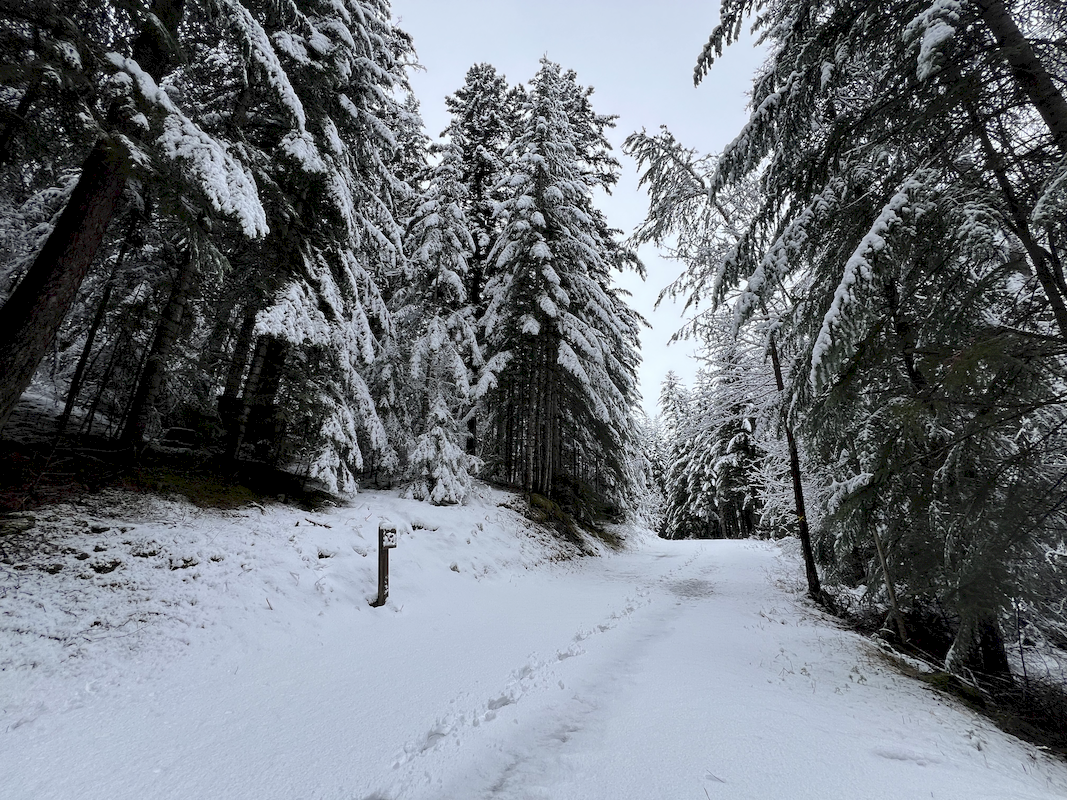 Sentier sous les sapins du Bois de Monsieur