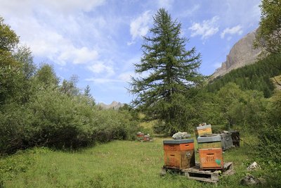 © Cyril COURSIER - Parc national des Écrins