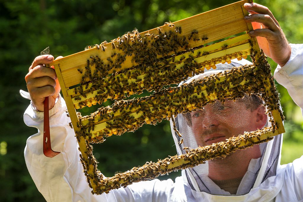 Miel en rayon - Clos des Abeilles