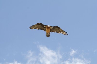 Gypaète barbu en vol