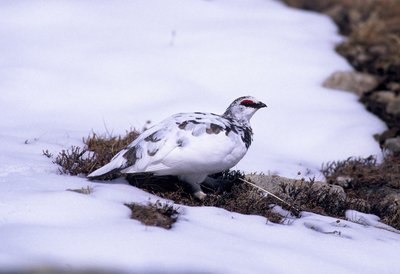 lagopède mâle en hiver