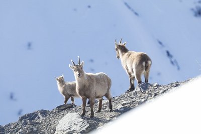 cabri et étagnes hiver
