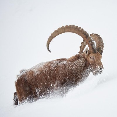 bouquetin dans la neige