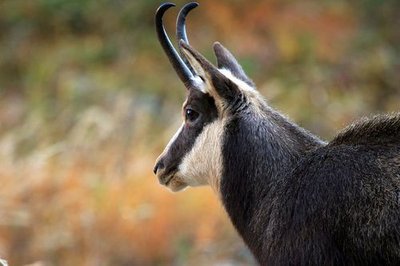 Chamois mâle dans le vallon de Celse Nière 