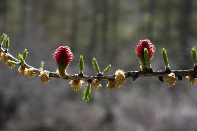 Mélèze (inflorescences mâles et femelles)