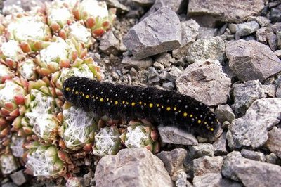 Chenille du grand apollon