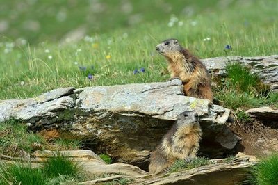 Marmottes près de leur terrier