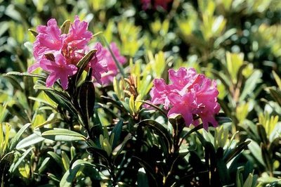 Rhododendron ferrugineux