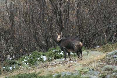 Chamois à proximité du refuge des Bans