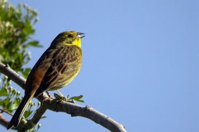 Bruant jaune