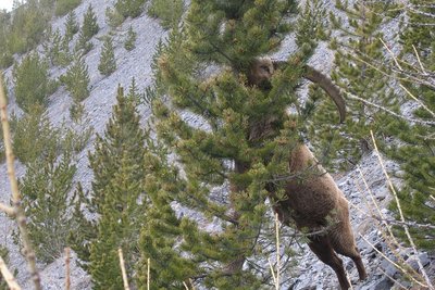 Bouquetin mâle qui mange des aiguilles de pin