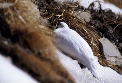 Lagopède alpin femelle