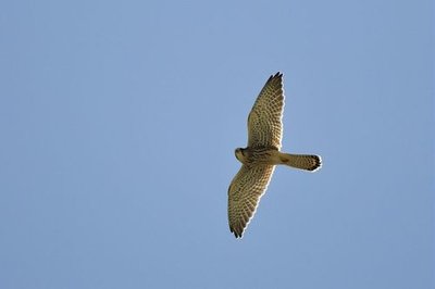 Faucon crécerelle en vol 