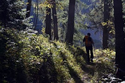 Montée au refuge des Souffles par la forêt de mélèze du Lautier