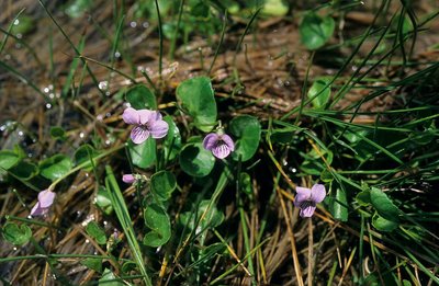 Violette des marais