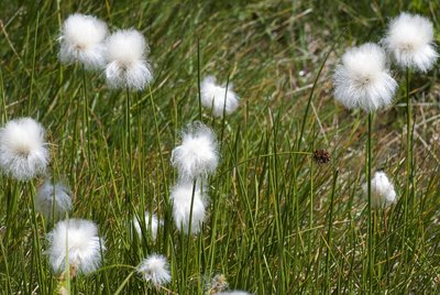 Linaigrette de Scheuchzer vers le lac Lauzon