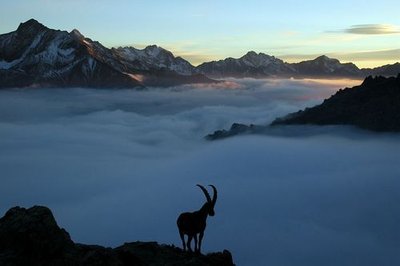 Bouquetin des Alpes