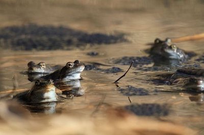 Grenouilles rousses