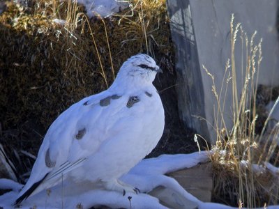 Le lagopède alpin en plumage d'hiver