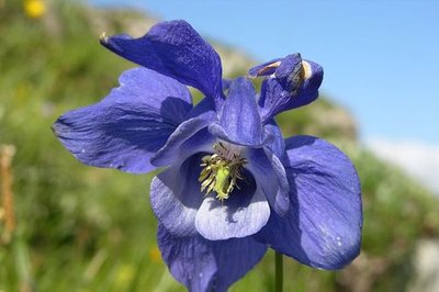 Ancolie des Alpes