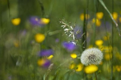 Gros plan sur une prairie fleurie 