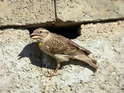 Le moineau soulcie