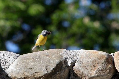 La bergeronnette des ruisseaux