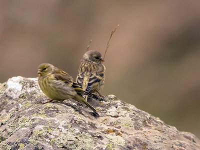 Deux venturons montagnards