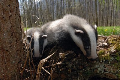 Deux jeunes blaireaux