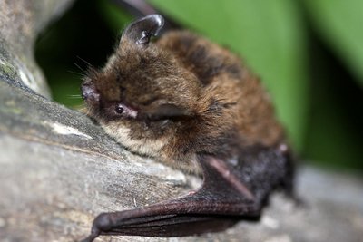 Le murin à moustaches