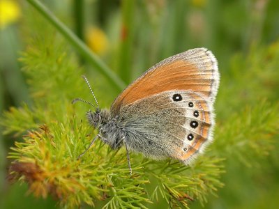 Satyrion (papillon de jour)