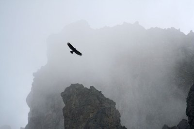 Aigle royal dans la brume