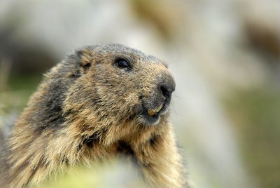 Marmotte au printemps