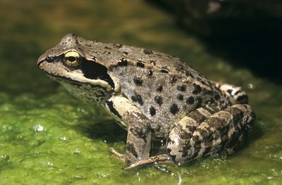 La grenouille rousse