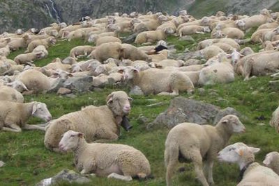 Pastoralisme au lac de la Muzelle