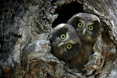 Deux jeunes chouettes de Tengmalm