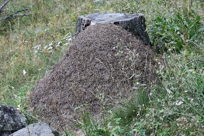 Le nid en dôme de fourmis rousses