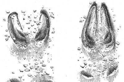 Traces de chamois