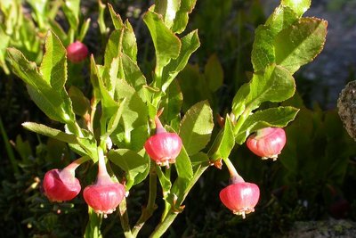 Myrtilles en fleurs