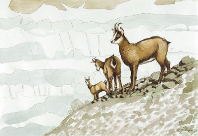 Une famille chamois