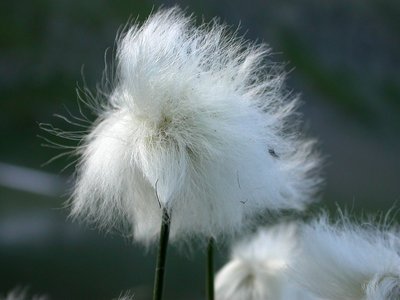 Linaigrette de Scheuchzer