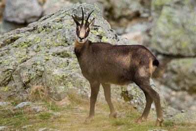 Chamois femelle