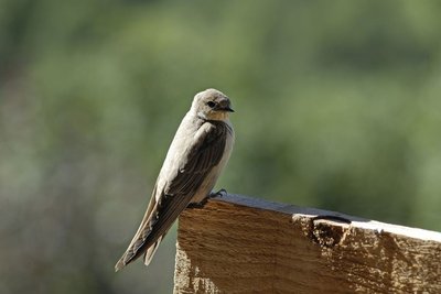 Hirondelle de rochers