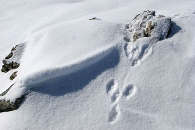 Trace de blanchon dans la neige