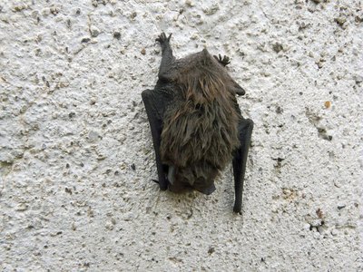 Pipistrelle commune