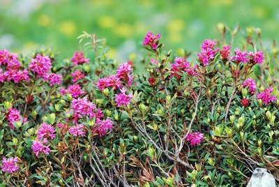 Rhododendron ferrugineux