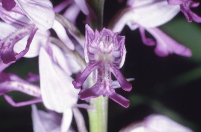 Orchis militaire