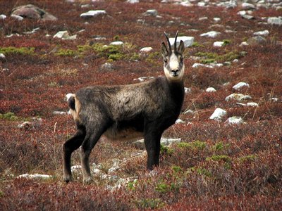 Chamois femelle