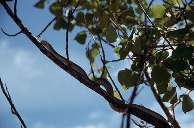 Couleuvre d'Esculape sur un arbre